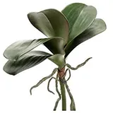 artplants.de Kunstblatt Phalaenopsis Orchidee NEFTIS, grün, 30cm - Deko Orchidee - Textilblume Orchidee