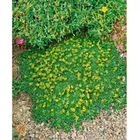 Pflanzen Für Dich Azorella trifurcata Nana Polsterpflanze, ca. 9x9