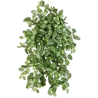 Aplanta Künstliche Hypoestes - Efe | 50cm