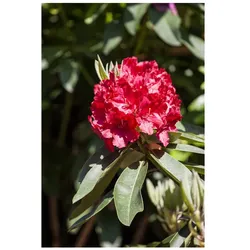 Rhododendron Hybr. 'Roter Korsar', rot, 30–40 cm
