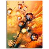 Artland Wandbild »Pusteblume Energy«, Blumen, (1 St.), als Leinwandbild, Poster in verschied. Größen, orange