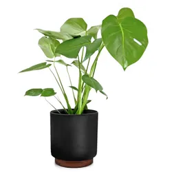 Enspijk Blumentöpfe Walnussholz Polystone handgemacht 2 GrößenSchwarz