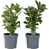 Plant in a Box - Adenium obesum Höhe 25-40cm