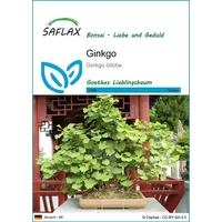 SAFLAX - Bonsai - Ginkgo - 4 Samen -