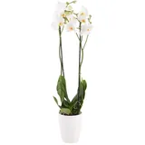 Orchidee Weiß mit gratis 12 cm Topf, blühende Zimmerpflanze, Phalaenopsis mit zwei Rispen, Höhe circa 70 cm, Orchideenversand, echte Orchideen im Topf