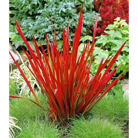 BALDUR Garten 3x Ziergras 'Red Baron', Pflanzen im 9x9 cm-Topf, Japanisches Blutgras, Flammengras, Imperata cylindrica, Garten-Ziergräser, winterh...