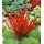 BALDUR Garten 3x Ziergras 'Red Baron', Pflanzen im 9x9 cm-Topf, Japanisches Blutgras, Flammengras, Imperata cylindrica, Garten-Ziergräser, winterh...