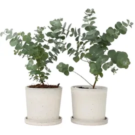 Plant in a Box - Eukalyptus - 2 Stk - Eucalyptus Pulverulenta 'Baby Blue" 2er Set Höhe 25-40cm