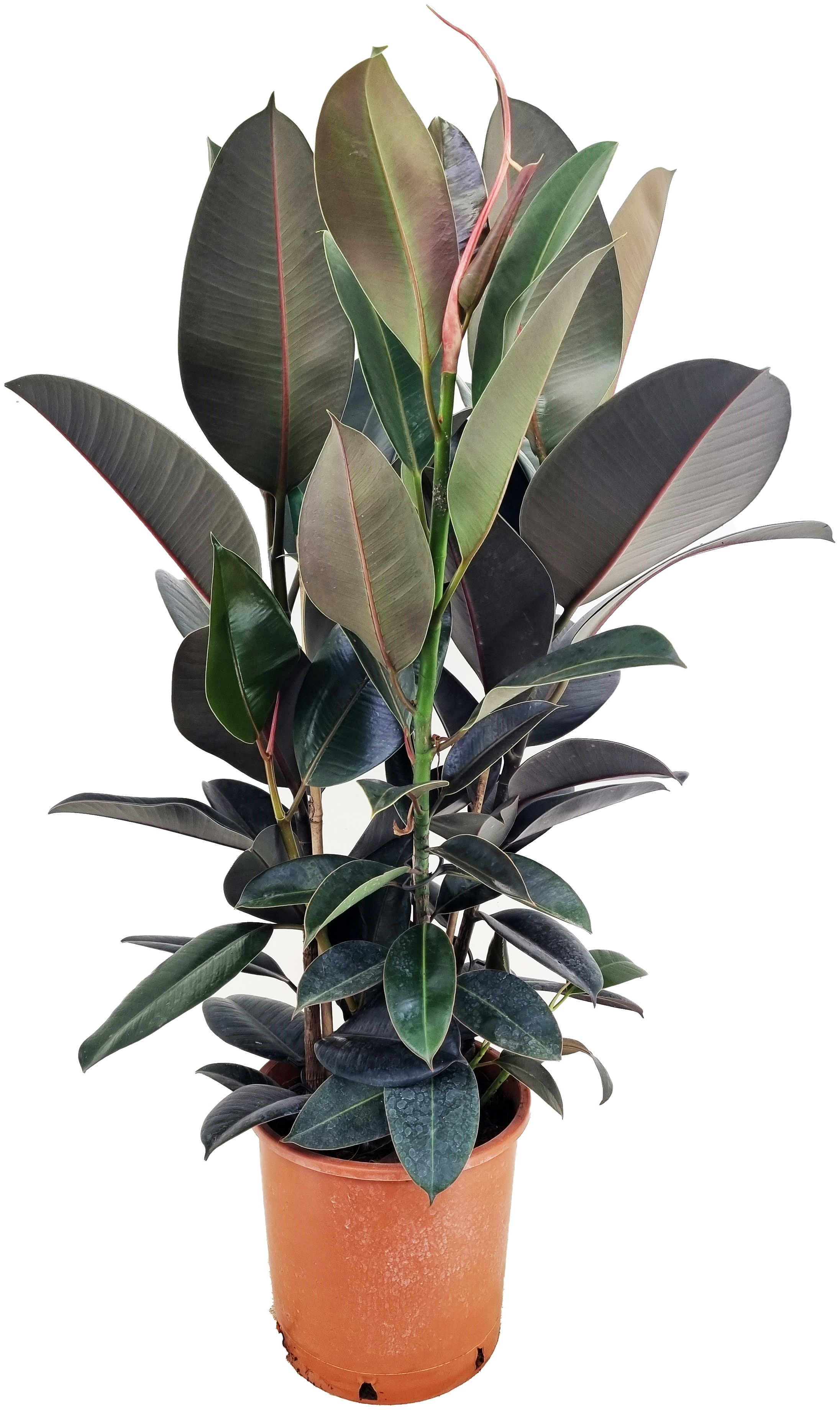 Plant in a Box Gummibaum - Ficus Elastica Abidjan Höhe 80-100cm