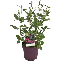 Knock Out® Rose, Rosa »Knock out®«, Blüte: bunt, einfach