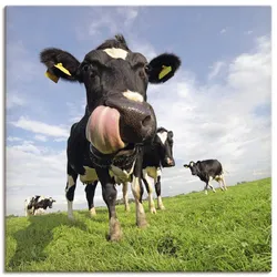 Artland Wandbild »Holstein-Kuh mit gewaltiger Zunge«, Haustiere, (1 St.), als Alubild, Outdoorbild, Leinwandbild, Poster, Wandaufkleber Artland Farbe Bild(er): blau
