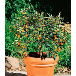 BCM Zitronenbaum Kumquat, 40 cm Lieferhöhe weiß