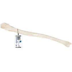 Ellenknochen Modell - 3B Smart Anatomy