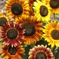 Benoon 500 Stück Sonnenblumenkerne, Hausgarten Sonnige Sonnenblumenkerne Offene Bestäubte Samen, Mini-gemischte Sonnenblumen, Die Blumensamen Für Den Garten Pflanzen Sonnenblumenkerne