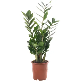 Zamioculcas Große Zimmerpflanze Echte ZZ Immergrüne Exotische Hohe Wohnpflanzen