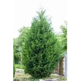Pflanzen Für Dich Cupressocyparis leylandii 40-60 cm