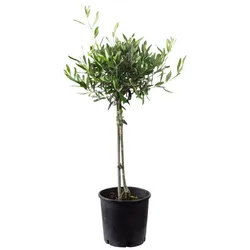 Olivenbaum Europaea Olea - gruen