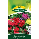 Quedlinburger Flammenblume Sommerphlox ''Mischung''