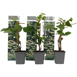 Plant in a Box Kletterhortensie - Hydrangea Petiolaris 3er Set Höhe 25-40cm