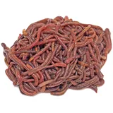 DaWurmbauer Kompostwürmer kaufen - 250 Stück + 1 Beutel Wurmstarterfutter - Regenwürmer Würmer lebend Futterwürmer Gartenwürmer Wurmhumus Angelwürmer Mistwürmer...