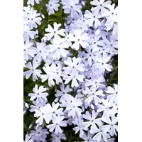 Pflanzen Für Dich Phlox subulata 'Emerald Cushion Blue' Polsterphlox,