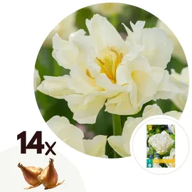 Plant in a Box - Tulpenzwiebeln - 14 Stk - Tulipa 'Northcap' - Blumenzwiebeln - Gelb