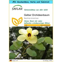 SAFLAX - Geschenk Set - Gelber Orchideenbaum - 30
