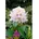 Pflanzen Für Dich Rhododendron Hybr Eskimo weiß 30 40 cm