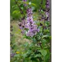 Pflanzen Für Dich Syringa josikaea, Ungarischer Flieder, 40–60 cm,