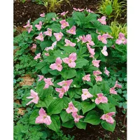 Pflanzen Für Dich Trillium erectum, ca. 9x9 cm Topf