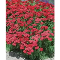 Pflanzen Für Dich Achillea millefolium Christel Schafgarbe, ca. 9x9
