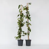 Plant in a Box - 2 Stk - Lonicera