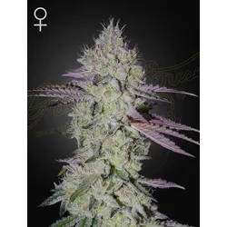 Green House Seed Co. Tarte Tatin Fem 3St.