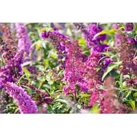 Pflanzen Für Dich Buddleja davidii 'Royal Red', Schmetterlingsflieder, rot,