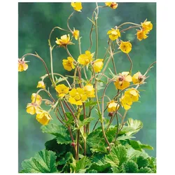 Geum urbanum, Nelkenwurz, ca. 9x9 cm Topf