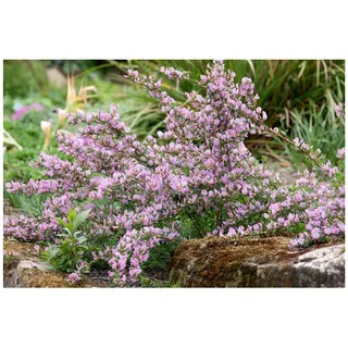 Pflanzen Für Dich Cytisus purpureus Purpur-Ginster, 20-30 cm