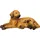 Ambiente Haus Hund mit Welpe braun liegend