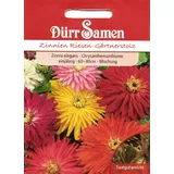 Dürr-Samen - Zinnien Riesen-Gärtnerstolz einjährig 60 cm Saatgut