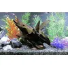 ORBIT Corbo Wood Aquarieneinrichtung L 50 - 70 Centimeter