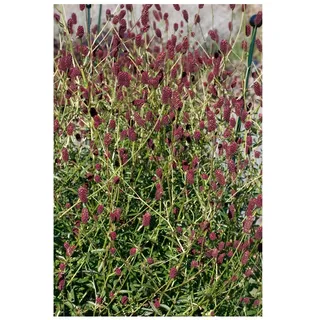 Pflanzen Für Dich Sanguisorba officinalis 'Red Thunder', Wiesenknopf, rot, ca. 9x9 cm Topf