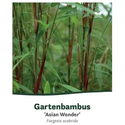 Bambus murielae Fargesia »Asian Wonder« - gruen