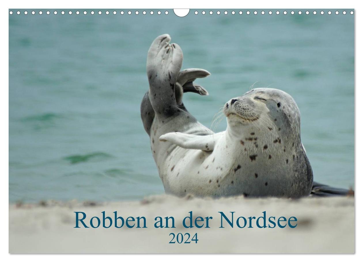 Robben an der Nordsee (CALVENDO Wandkalender 2024) - A5