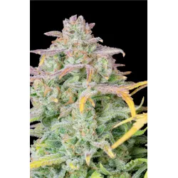 Fastbuds Original Trainwreck Auto Fem. 3St.