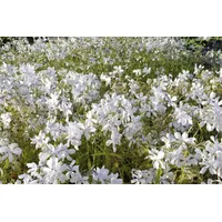Pflanzen Für Dich Phlox divaricata 'White Perfume' p 0,5