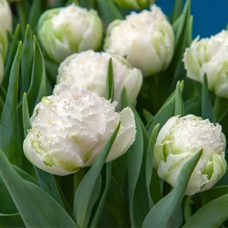 Plant in a Box - Tulpenzwiebeln - 15 Stk - Tulipa 'Snow Crystal' - Blumenzwiebeln - Weiß