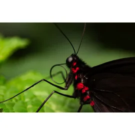 Panasonic Lumix S 100 mm F2,8 Makro L-Mount