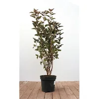 Pflanzen Für Dich Physocarpus opulifolius 'Summer Wine', Blasenspiere, rotlaubig,