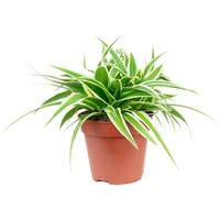Flowerbox Value Greens Pflegeleichte Grünlilie 'Ocean' Chlorophytum Comosum ca.