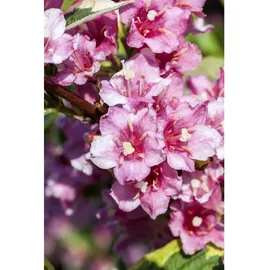 Pflanzen Für Dich Weigela florida 'Nana Variegata', Weigelie, buntlaubig, 125–150 cm