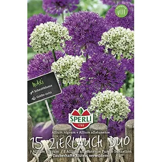 Sperli Zierlauch (allium) Duo